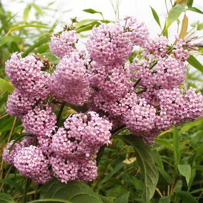 Syringa x prestoniae 'Hiawatha' – Szöszös orgona