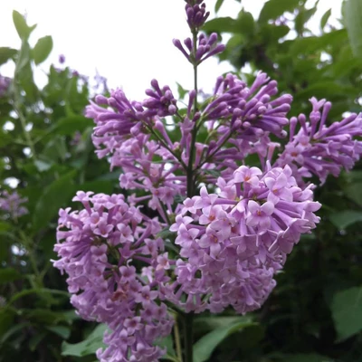 Syringa x prestoniae 'Isabella' – Szöszös orgona