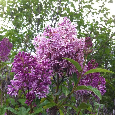 Syringa x prestoniae 'Minuet' – Szöszös orgona