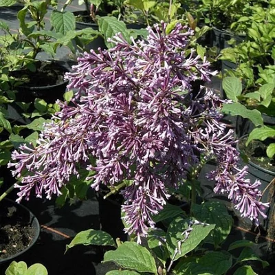 Syringa x prestoniae 'Nike' – Szöszös orgona