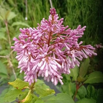 Syringa x prestoniae 'Ursula' – Szöszös orgona