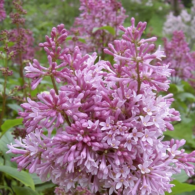 Syringa x prestoniae 'Donald Wyman' – Szöszös orgona
