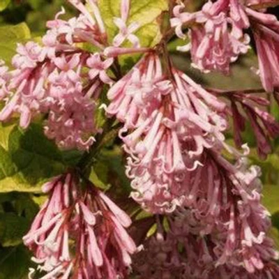Syringa x prestoniae 'Goplana' – Szöszös orgona