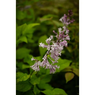 Syringa x prestoniae 'Jaga' – Szöszös orgona