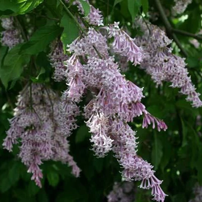 Syringa x prestoniae 'Jagienka' – Szöszös orgona
