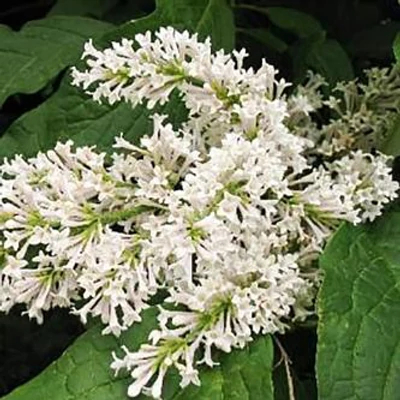Syringa x prestoniae 'Telimena' – Szöszös orgona