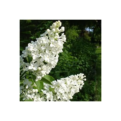 Syringa vulgaris 'Alba' – Közönséges orgona
