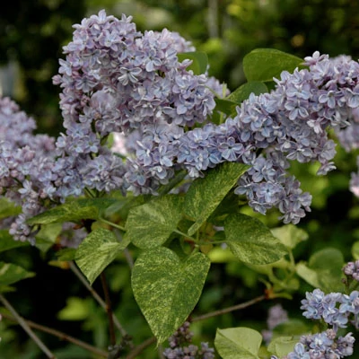 Syringa vulgaris 'Aucubaefolia' – Közönséges orgona