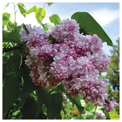 Syringa vulgaris 'Belle de Nancy' – Rózsaszín orgona