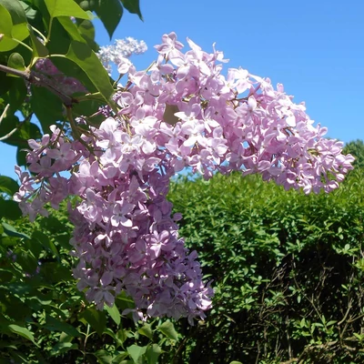 Syringa vulgaris 'Chmurka' – Közönséges orgona