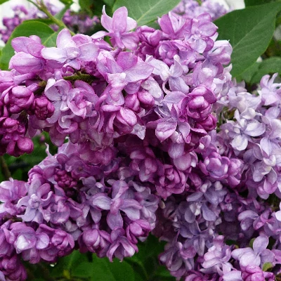 Syringa vulgaris 'General Pershing' – Telt, világoslila virágú orgona