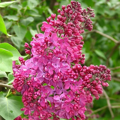 Syringa vulgaris 'Indiya' – Közönséges orgona