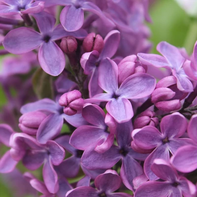 Syringa vulgaris 'Jaunkalsnavas Nakts' – Közönséges orgona
