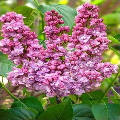 Syringa vulgaris 'Kindy Rose' – Közönséges orgona