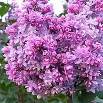 Syringa vulgaris 'Kolcoznica' – Orgona
