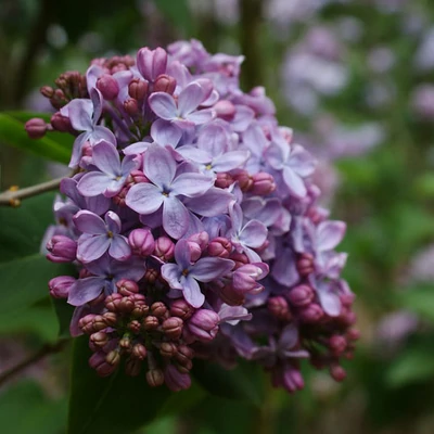 Syringa vulgaris 'Konstanty Karpow' – Közönséges orgona