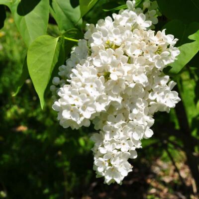 Syringa vulgaris 'Mme Florent Stephan' – Orgona (fehér)