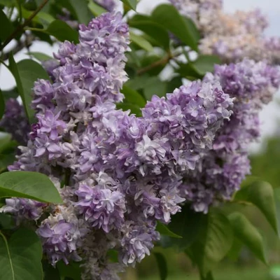 Syringa vulgaris 'Niebo Moskwy' – Közönséges orgona