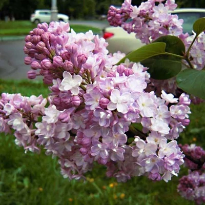 Syringa vulgaris 'Pamiec o Wawilowie' – Közönséges orgona