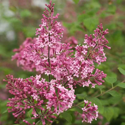 Syringa vulgaris 'Pink Perfume' – Közönséges orgona
