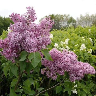 Syringa vulgaris 'Princessa Sturdza' – Közönséges orgona