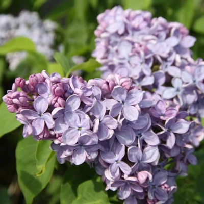 Syringa vulgaris 'Professor Edmund Jankowski' – Közönséges orgona