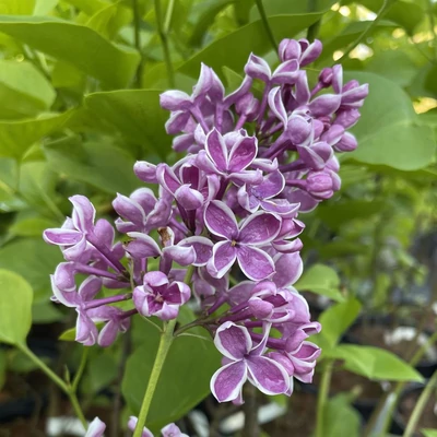 Syringa vulgaris 'Sensation' - Tarka szirmú orgona