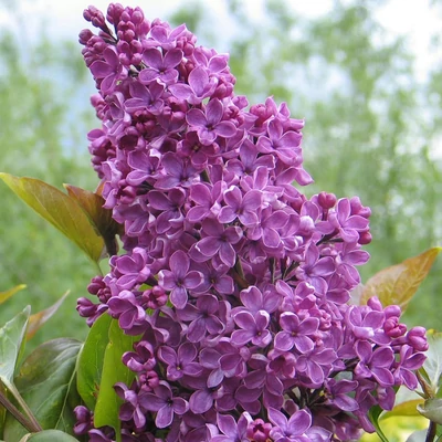 Syringa vulgaris 'Souvenir de Louis Spaeth' – Közönséges orgona