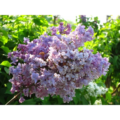 Syringa vulgaris 'Tadeusz Kościuszko' – Közönséges orgona
