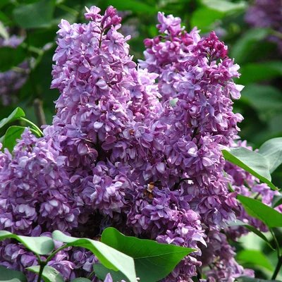 Syringa vulgaris 'Utro Rossii' – Közönséges orgona