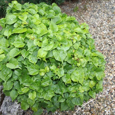 Tilia cordata 'Komsta Minima' – Kislevelű hárs