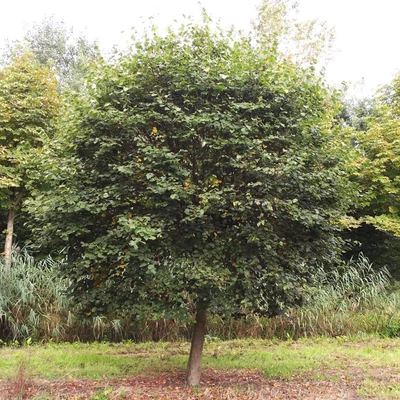 Tilia cordata 'Monto' – Kislevelű hárs