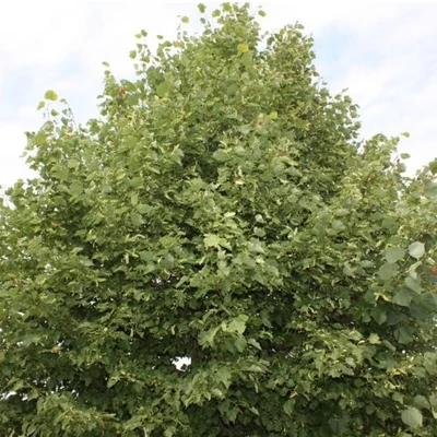 Tilia cordata 'Raciborski Select' – Kislevelű hárs