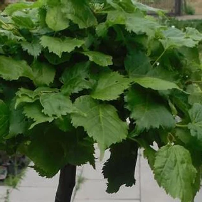 Tilia cordata 'Simone' – Kislevelű hárs