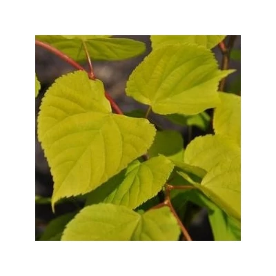 Tilia cordata 'Villae Aurea' – Kislevelű hárs