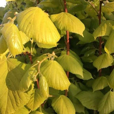 Tilia x europaea 'Golden Sunset' – Európai hárs