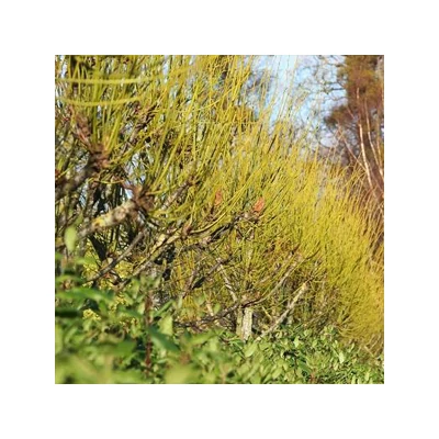Tilia platyphyllos 'Aurea' - Sárga vesszejű nagylevelű hárs