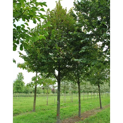 Tilia platyphyllos 'Fastigiata' – Oszlopos nagylevelű hárs