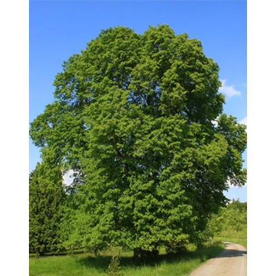 Tilia platyphyllos - Nagylevelű hárs