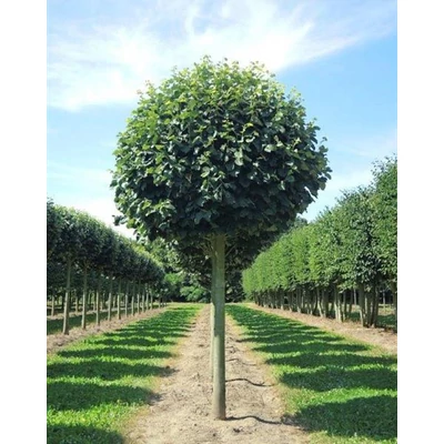 Tilia argentea (syn.: tomentosa) 'Silver Globe' – Gömb, ezüst hárs