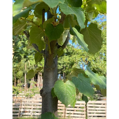 Tilia argentea (syn.: tomentosa) 'Zentai Ezüst' - Ezüst hárs (extra méretű koros)