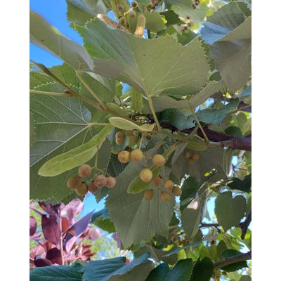 Tilia argentea (syn.: tomentosa) 'Zóra' - Ezüst hárs (gömb) (extra méretű koros)