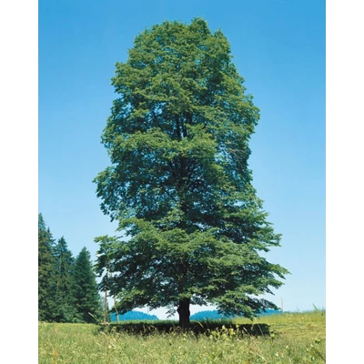 Ulmus glabra – Hegyi szil