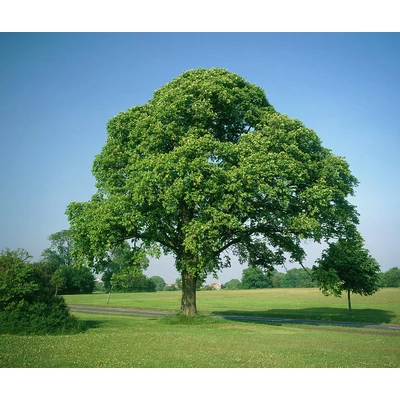 Ulmus glabra – Hegyi szil