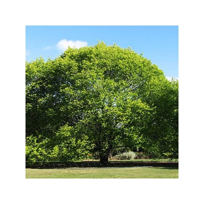 Ulmus hollandica 'Lutescens' - Arany lombú holland szil
