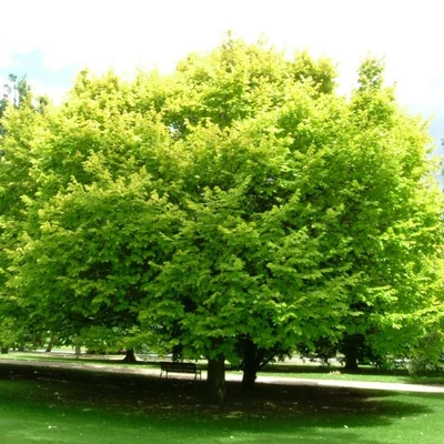 Ulmus minor 'Louis van Houtte' – Mezei szil