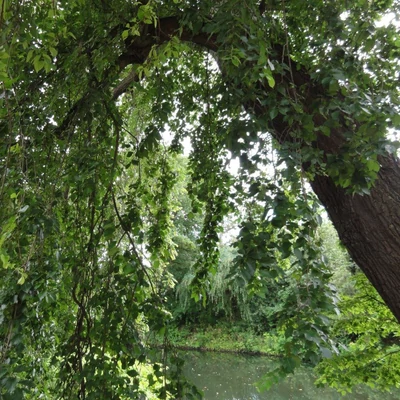 Ulmus minor 'Pendula' – Csüngő mezei szil