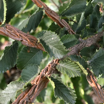 Ulmus minor 'Suberosa' – Mezei szil
