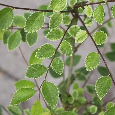 Ulmus parviflora 'Geisha' – Törpe kínai szil