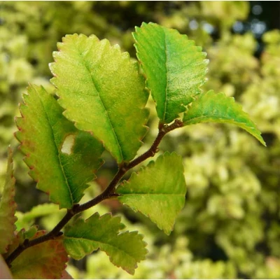 Ulmus parvifolia – Kínai szil